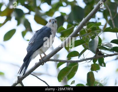 Shikra è un piccolo uccello di preda della famiglia Accipitridae trovato ampiamente distribuito in Asia e Africa e anche chiamato il piccolo goshawk bandito. Foto Stock