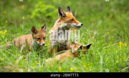Amabile famiglia di volpe rossa che gioca in erba alta sulla radura della foresta Foto Stock