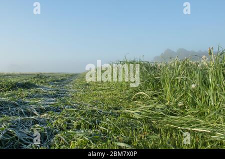 Mattina frizzante, prato con gelo su erba appena smoked Foto Stock