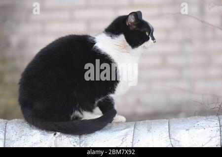 Bianco e nero cat Foto Stock