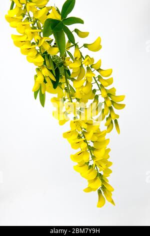 Primo piano del fiore giallo del laburnum. Foto Stock