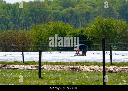 File di asparagi bianchi che crescono sotto pellicola plastica su piccola fattoria biologica Foto Stock