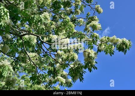 Frassino fiorito (Fraxinus excelsior), ramo primaverile contro il cielo blu, Regno Unito Foto Stock