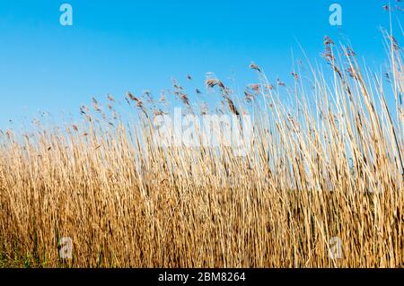 Canne o pragmiti che crescono sulle paludi Norfolk visto contro un cielo azzurro in primavera. Foto Stock