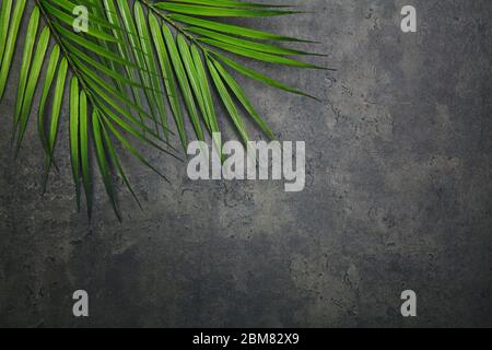 Foglie tropicali su sfondo nero astratto grunge. Foto Stock