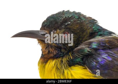 Sunbird (Anterrettes malacensis) con gola marrone isolato su fondo bianco Foto Stock