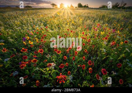 Texas Wildflowers all'alba Foto Stock