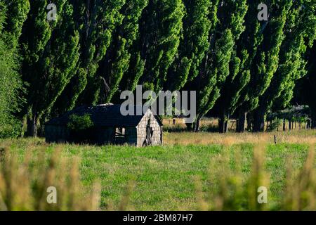 Casa abbandonata circondata da pini in una mattina fresca sulla Route 7 in Cile Foto Stock