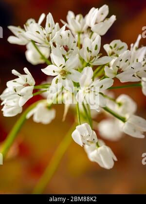Allium Napolitanum bulbo ornamentale fiorente che cresce in primavera in un giardino residenziale Foto Stock