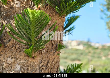 Parte della corteccia e foglie di un albero esotico araucaria eterofilla Foto Stock