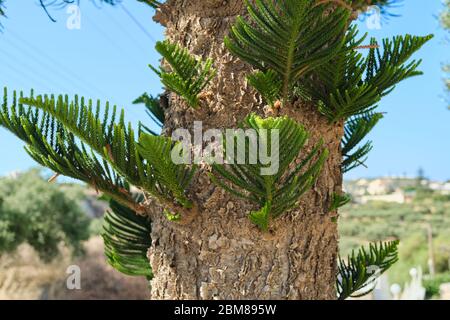 Parte della corteccia e foglie di un albero esotico araucaria eterofilla Foto Stock