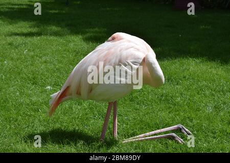 Il Flamingo più grande riposa sulle gambe piegate Foto Stock