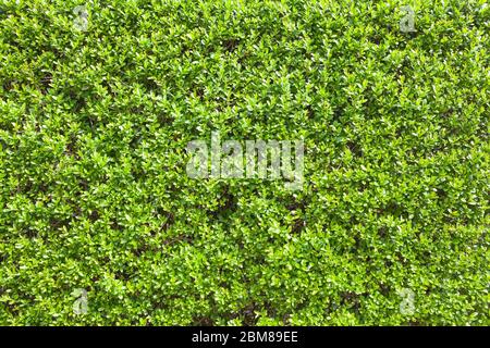 Dettagli hedge privet in primavera Foto Stock