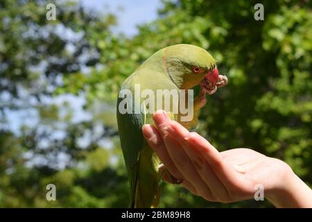 Donna di Parakeet rosa-ringed che mangia una arachidi mentre siede sulla mano della donna Foto Stock