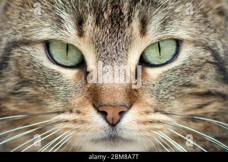 vista molto ravvicinata di un bel viso di un giovane gatto europeo Foto Stock
