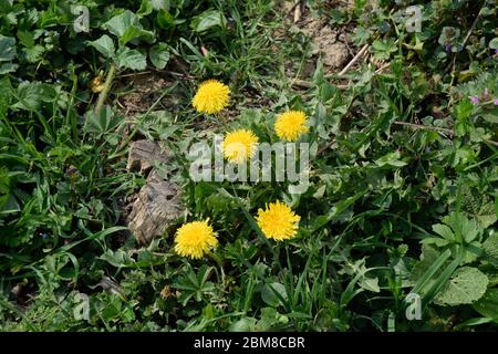 Un cespuglio di fiori di dente di leone in un giardino di primavera. Foto Stock