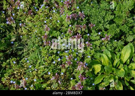 Fioritura nel giardino primaverile. Tappeto di fiori. Purpureo di lamio Foto Stock