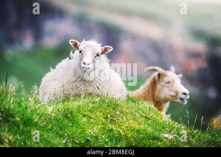 Due pecore sul prato verde delle isole Faroe, Danimarca. Fotografia animale Foto Stock