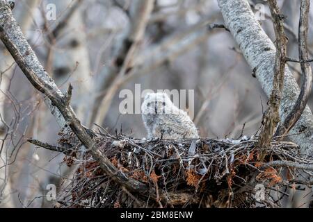 Un selvaggio accoccolato Grande gufo ornato (Bubo virginianus), parte dell'Ordine degli Strigiformi, e la famiglia Strigidae, siede in un nido di bastoni. Foto Stock