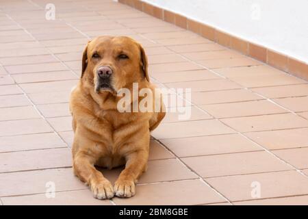 Golden Labrador Retriever guardando serio seduta accanto ad alcune piante Foto Stock