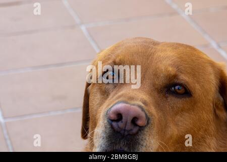 Golden Labrador Retriever guardando serio seduta accanto ad alcune piante Foto Stock