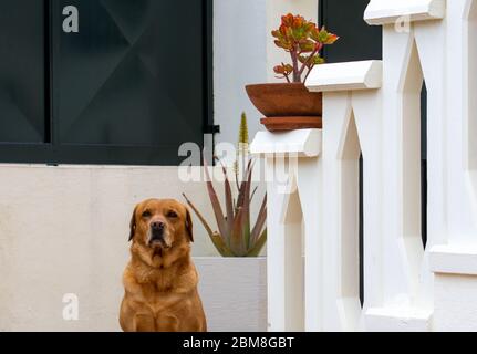 Golden Labrador Retriever guardando serio seduta accanto ad alcune piante Foto Stock