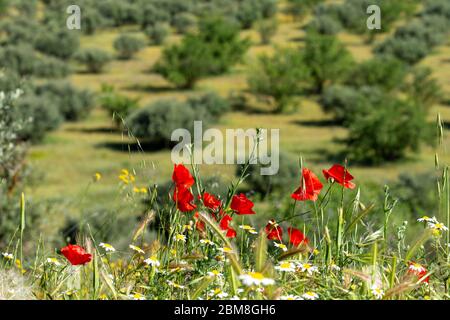 Papaveri e margherite selvatiche illuminate al sole con un campo di olivi sullo sfondo Foto Stock