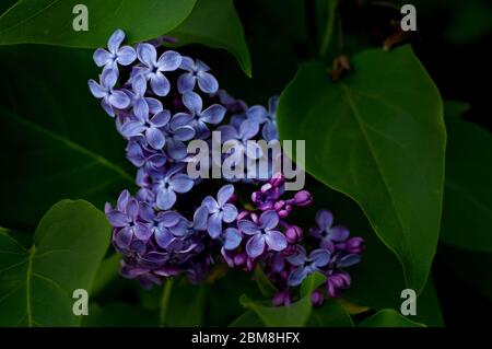 Bel ramo di lilla su uno sfondo di foglie verdi. Fiori lilla primavera. Foto Stock