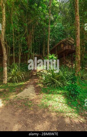 Bergendal, Suriname - Agosto 2019: Scale che portano a Lodge nella foresta pluviale tropicale Amazzonica. Foto Stock