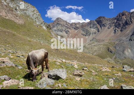 Sentiero escursionistico in Valle d'Aosta, Cogne, italia. La mucca si pascola in un prato di alta montagna nella solitaria valle di Arpisson. Foto Stock