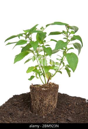Pianta di ananas, fresca da pentola, legata alla radice. Seduta su strato di sporco pronto per essere piantato, isolato su bianco. Foto Stock