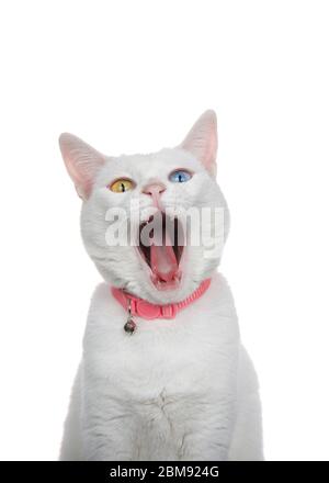 Primo piano ritratto di un gatto bianco con eterocromatia, occhi strani, con colletto rosa con campana. Imbardata con occhi aperti, isolata su bianco. Foto Stock