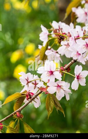 Bella, primavera con narcisi gialli e rami di ciliegio Foto Stock