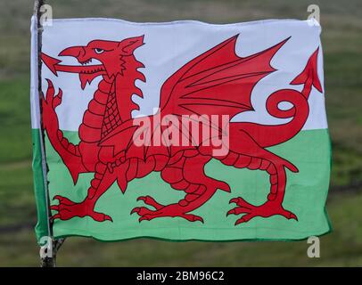 Bandiera nazionale gallese sul palo rustico, vicino Penmachno, Snowdonia National Park, Galles del Nord, Regno Unito Foto Stock