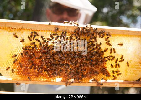 Un apicoltore urbano esamina il suo alveare per vedere se hanno portato alla loro nuova regina Foto Stock