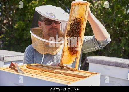 Un apicoltore urbano esamina il suo alveare per vedere se hanno portato alla loro nuova regina Foto Stock