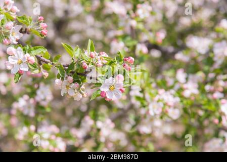 Primo piano del ramo fiorito di melo nel frutteto della Okanagan Valley Foto Stock