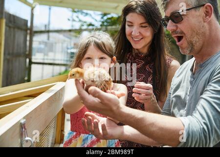 Una famiglia si diverte a esaminare i nuovi pulcini che hanno ottenuto per il loro colpo di pollo cortile Foto Stock