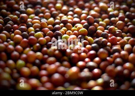 Dettagli sulle ciliegie di caffè arabica appena raccolte in Indonesia. Foto Stock