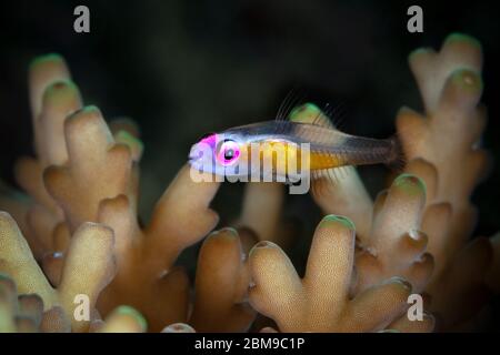 Gomby con occhi rosa (Bryaninops natans). Macro fotografia subacquea da Romblon, Filippine Foto Stock