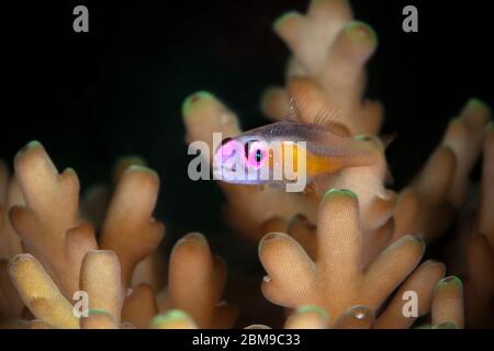 Gomby con occhi rosa (Bryaninops natans). Macro fotografia subacquea da Romblon, Filippine Foto Stock
