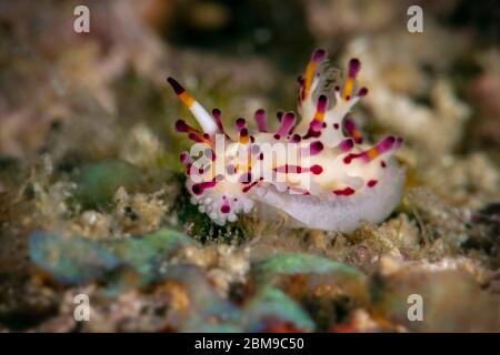 Nudibranch Shaggy Aegires (Aegires villosus). Macro fotografia subacquea da Romblon, Filippine Foto Stock