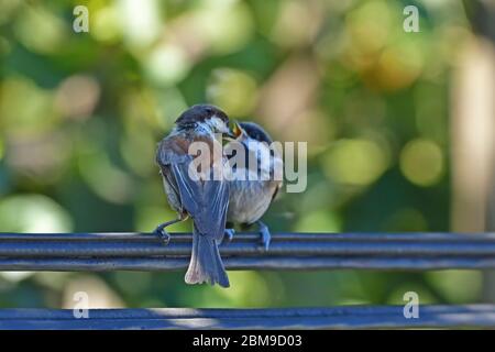 Mummy Chickadee nutrire il suo bambino Foto Stock