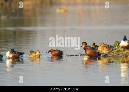 cannella teal d'anatra drappeggia maschio in piedi sul bordo delle acque Foto Stock