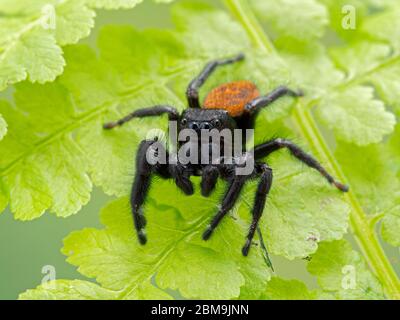 Ragno jumping maschio di Johnson (Phiddipus johnsoni) su un fronte di felce guardando la macchina fotografica. Delta, British Columbia, Canada Foto Stock