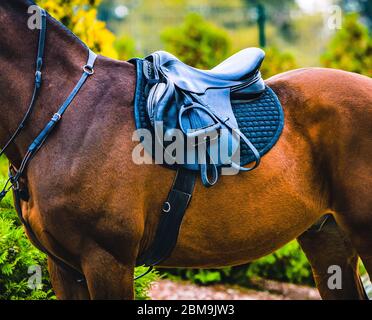 Sella nera in pelle di cavallo, coperta nera e staffe con bretelle scure vestite sul cavallo. Foto Stock