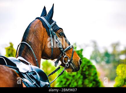 Sella nera in pelle di cavallo, coperta nera e staffe con bretelle scure vestite sul cavallo. Bel cavallo di strel con briglia che guarda indietro. Foto Stock