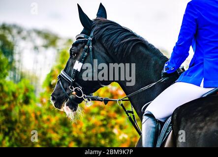 Cavallo e cavaliere di dressage nero in uniforme che si esibisce salto alla gara di salto di spettacolo. Equestrian sport background.Beautiful cavallo ritratto durante dre Foto Stock