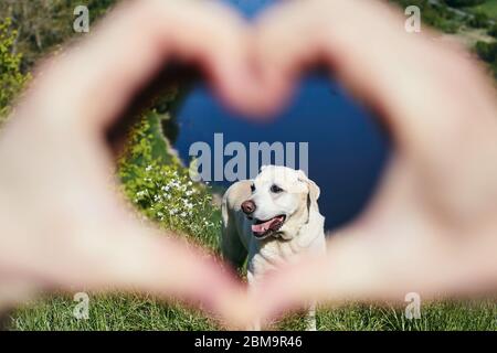 Mani di proprietario di animale domestico che fa la forma del cuore contro il cane carino (il rireperitore di labrador) in natura. Foto Stock