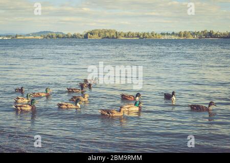 Un covey di anatre selvatiche di mallardo è nel fiume di Columbia, Vancouver, WA, Stati Uniti Foto Stock